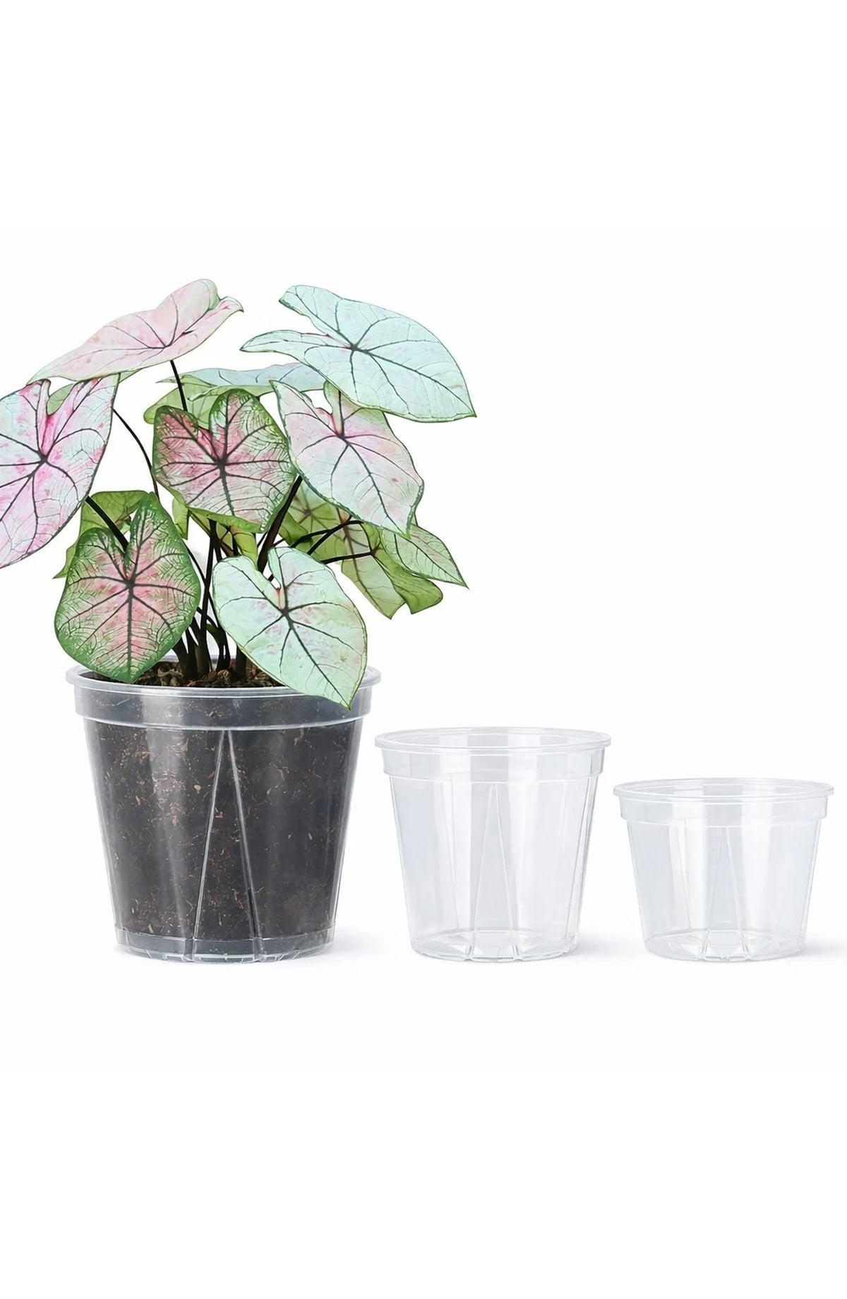 Clear Plant Pots with Drainage Holes, Set of 12